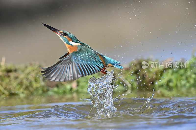 翠鸟(Alcedo atthis)